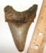 Angustidens Shark Tooth